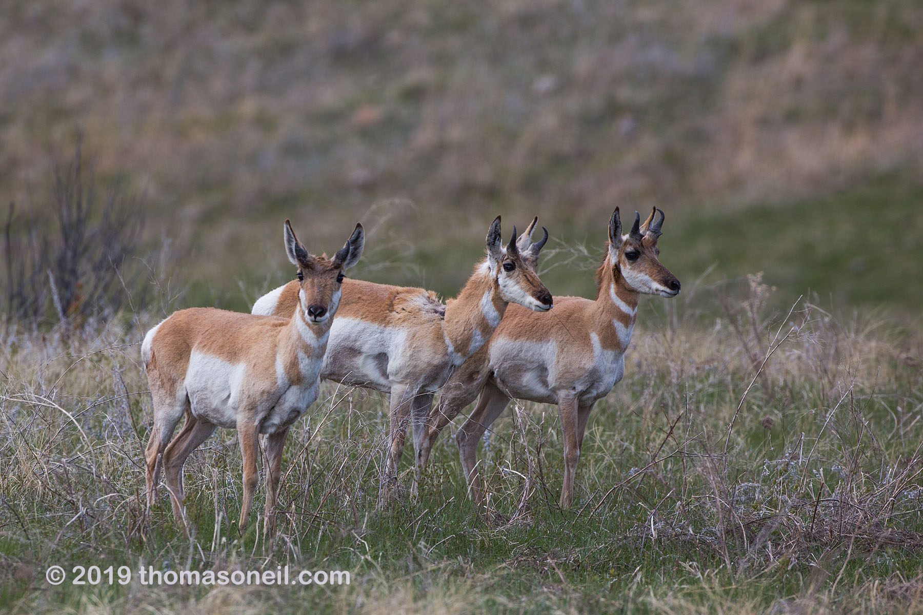 Pronghorns, Custer State Park.  Click for next photo.
