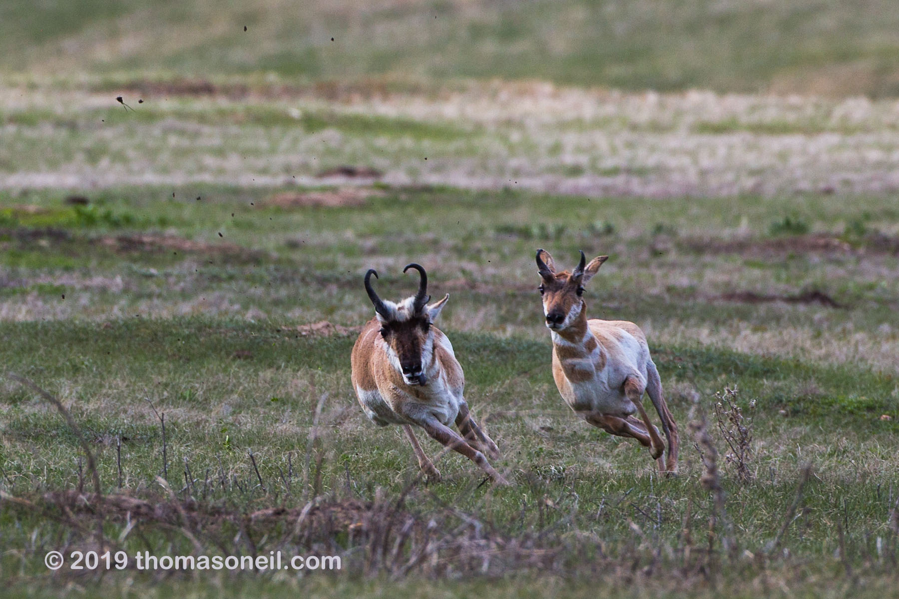 The old pronghorn buck (left) chases a member of its herd, Custer State Park.  Click for next photo.