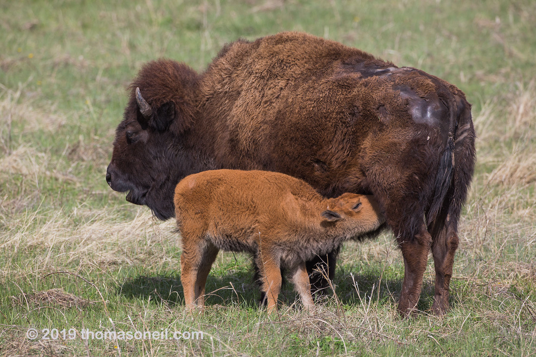 Baby bison finds milk, Custer State Park.  Click for next photo.