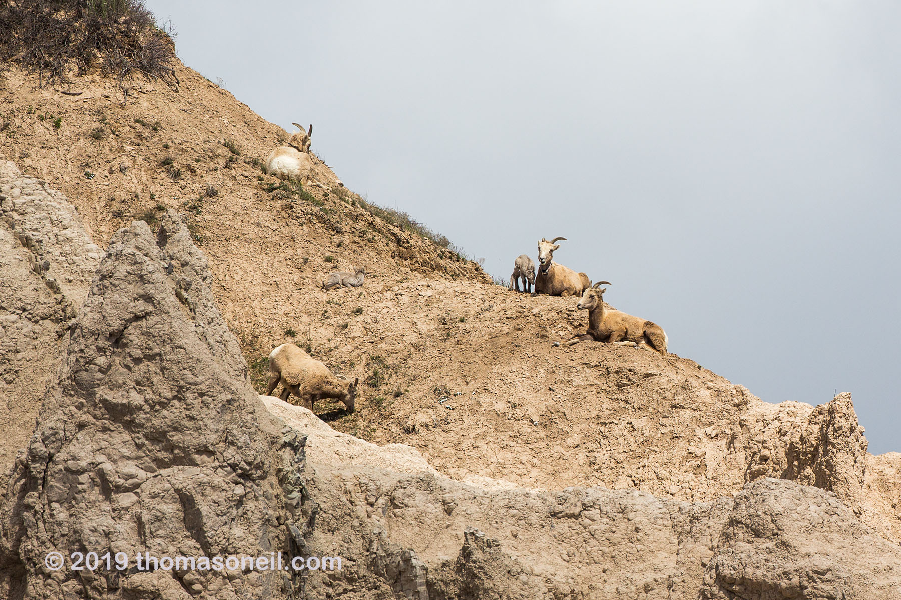 Bighorns on the peak above Ancient Hunters Overlook, Badlands National Park.  Click for next photo.
