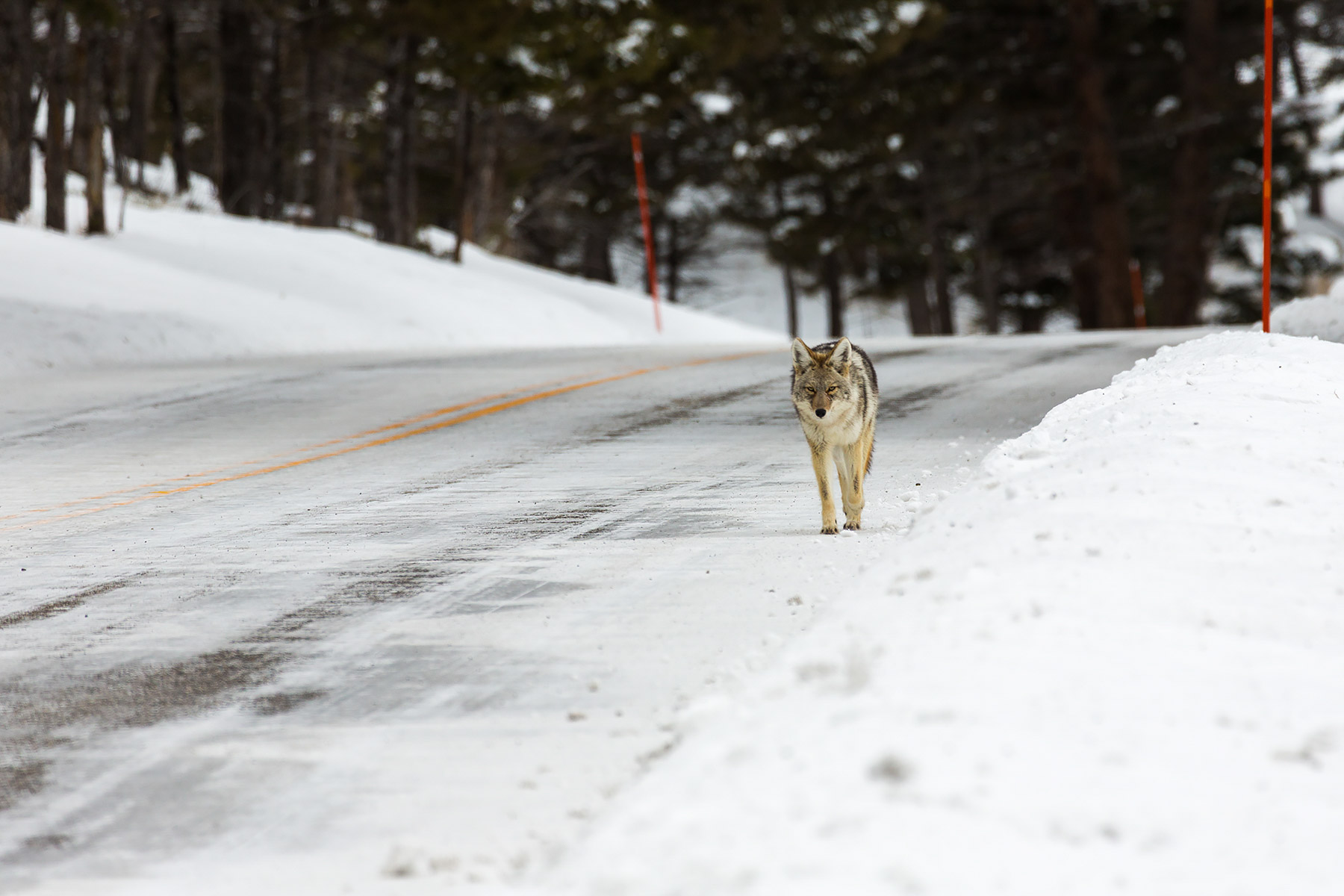 Coyote ambling down the road between Tower and Lamar Valley, Yellowstone National Park.  Click for next photo.