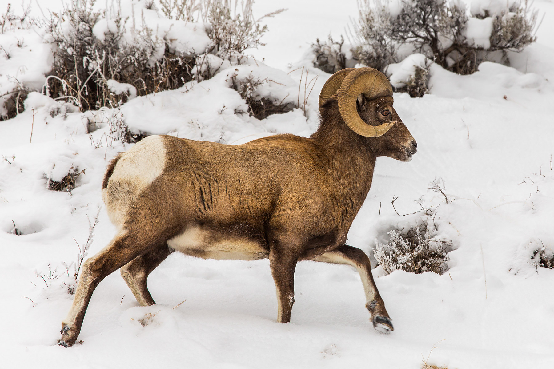 Bighorn in the Lamar Valley, Yellowstone National Park.  Click for next photo.