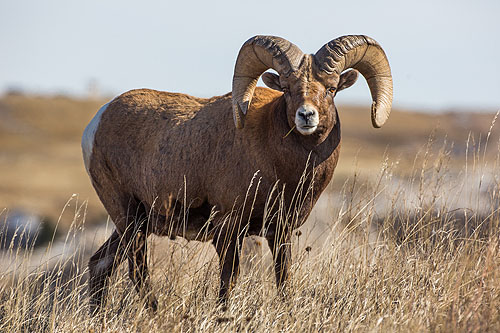 Bighorn, Badlands National Park.