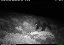 Black bear, Luther, MT.