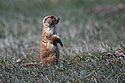 Prairie dog, Wind Cave National Park.