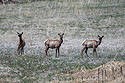 Elk, Custer State Park.