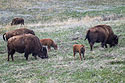 Bison, Custer State Park.