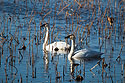 Trumpeter swans, Loess Bluffs NWR.