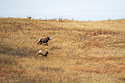 Bighorn ram chasing an ewe across the field, Badlands National Park.