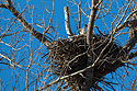 Bald Eagle in nest, Loess Bluffs NWR.