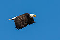 Bald Eagle, Loess Bluffs NWR.