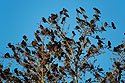 Blackbirds flocking, Loess Bluffs NWR.