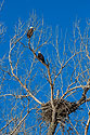 Bald Eagles near the nest, Loess Bluffs NWR.