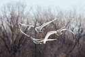 Trumpeter swans, Loess Bluffs NWR.