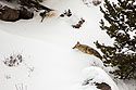 Coyote trudges through the snow, Yellowstone National Park.