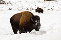 Bison, between Mammoth and Tower, Yellowstone National Park.