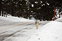 Coyote ambling down the road between Tower and Lamar Valley, Yellowstone National Park.