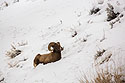 Bighorn in the Lamar Valley, Yellowstone National Park.