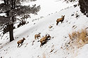 Bighorns in the Lamar Valley, Yellowstone National Park.  One ram, two ewes (one with locator collar), and one lamb.