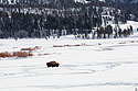 Bison in the Lamar Valley, Yellowstone National Park.