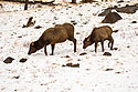 Elk near Mammoth Hot Springs, Yellowstone National Park.  Photo by Susan Pilaszewski-O�Neil with my camera.