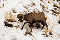 Bighorn paws through snow to uncover grass, Lamar Valley, Yellowstone National Park.