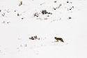 Coyote, near Phantom Lake, Yellowstone National Park.