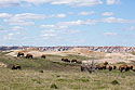Bison herd on private land south of Badlands National Park.