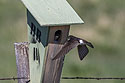 Swallow trying to feed the chick inside the nest box, Custer State Park.
