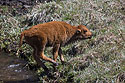 Baby bison sticks the landing, Custer State Park.