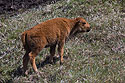 Baby bison, Custer State Park.