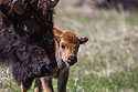 Baby bison, Custer State Park.