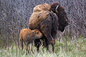 Baby bison looking for milk, Custer State Park.