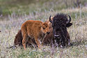Bison relaxing, Custer State Park.