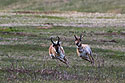 The old pronghorn buck (left) chases a member of its herd, Custer State Park.