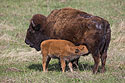 Baby bison finds milk, Custer State Park.