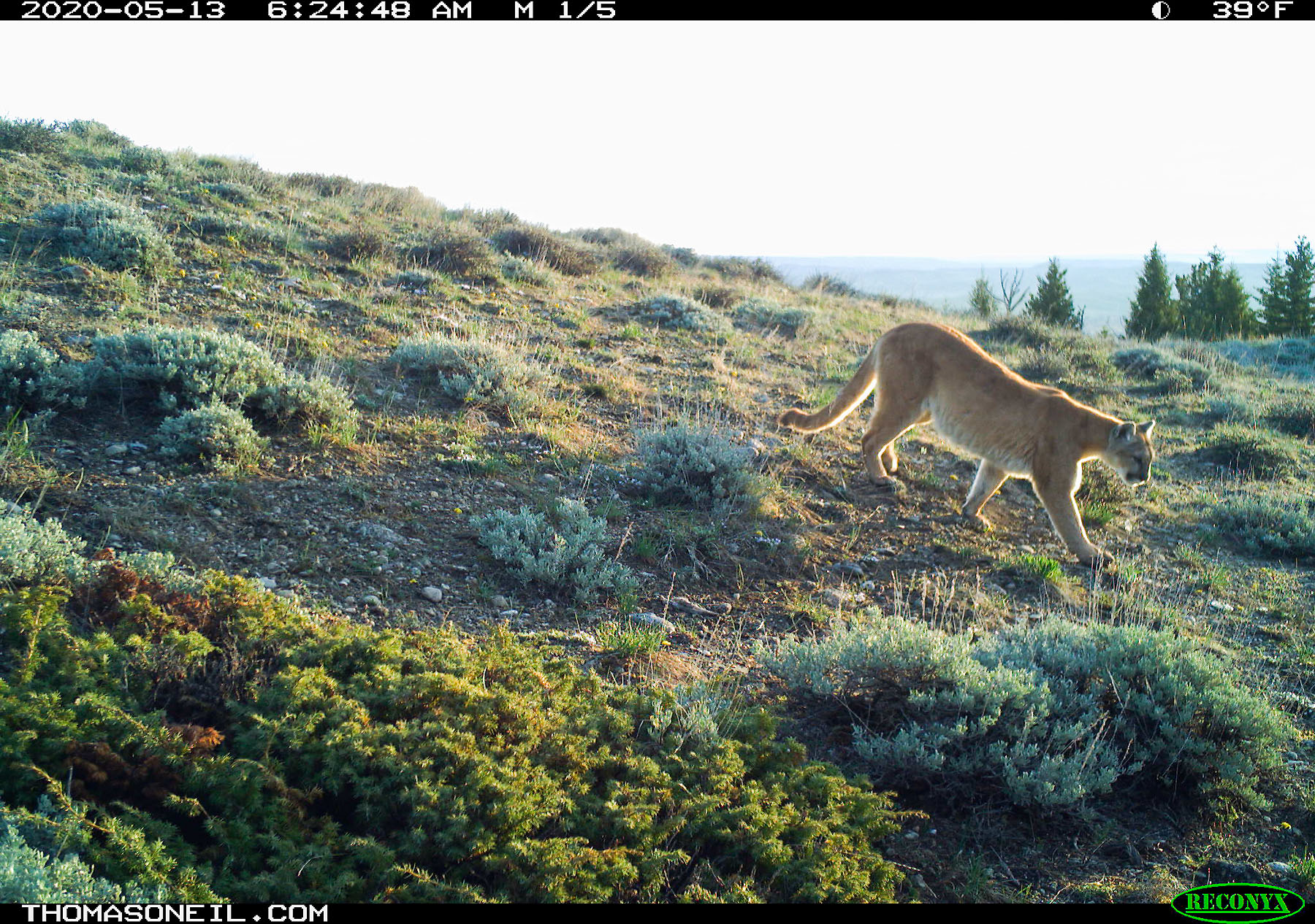 Mountain Lion near Luther, MT.  Click for next photo.