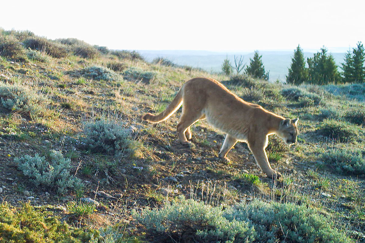 Mountain Lion near Luther, MT.  Cropped version, next image is uncropped.  Click for next photo.