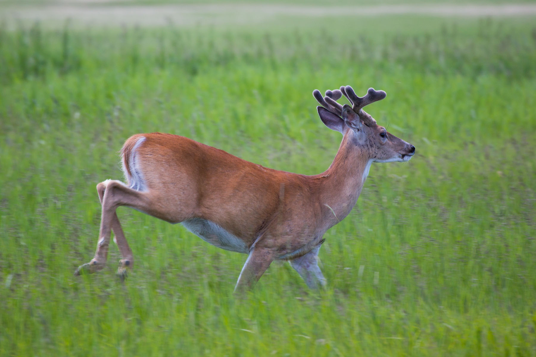 Deer in back yard, Red Lodge, MT.  Click for next photo.