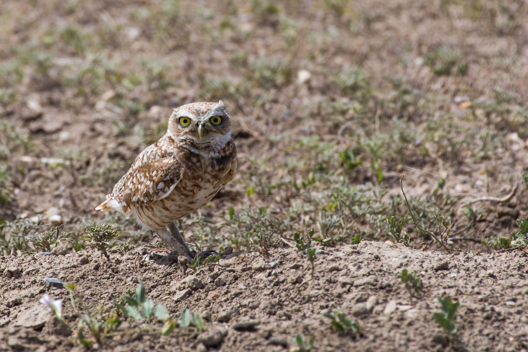 Burrowing Owl, Badlands National Park.  Click for next photo.