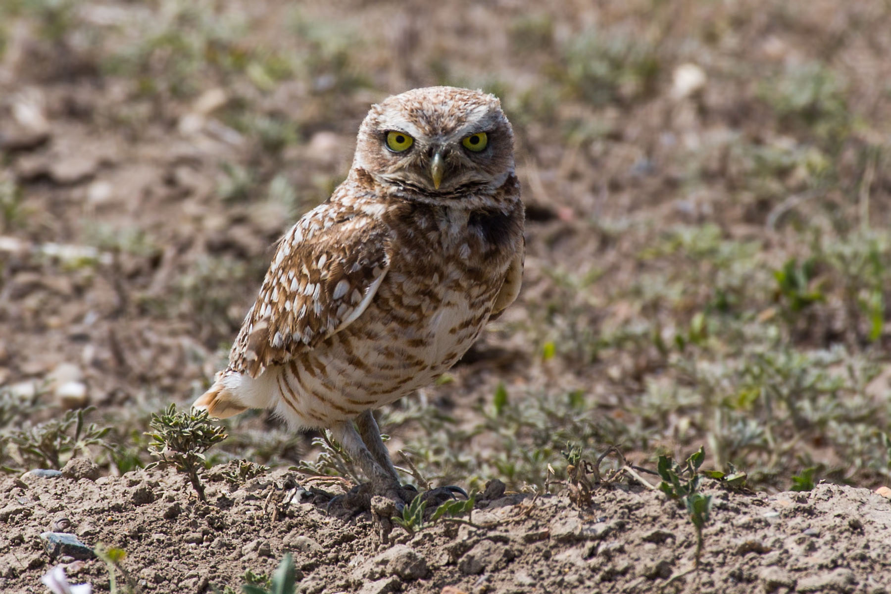 Burrowing Owl, Badlands National Park.  Click for next photo.