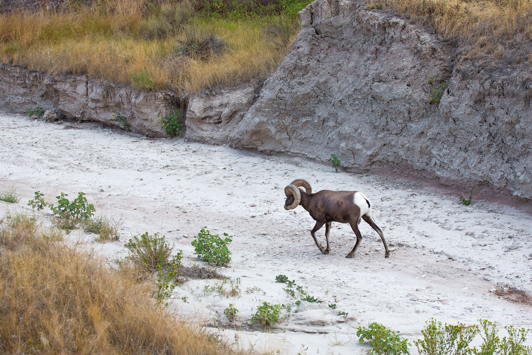 Bighorn in a dry creek bed, Badlands National Park.  Click for next photo.