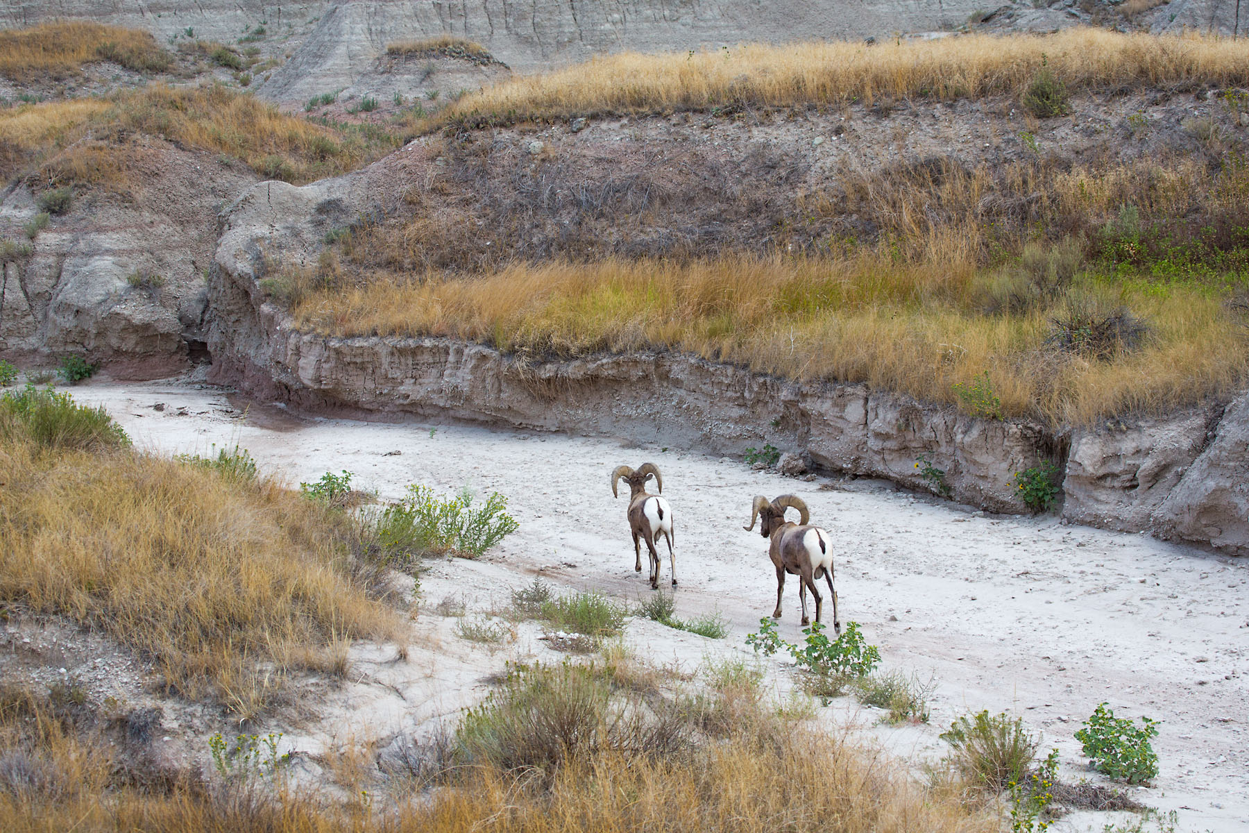 Bighorns in a dry creek bed, Badlands National Park.  Click for next photo.