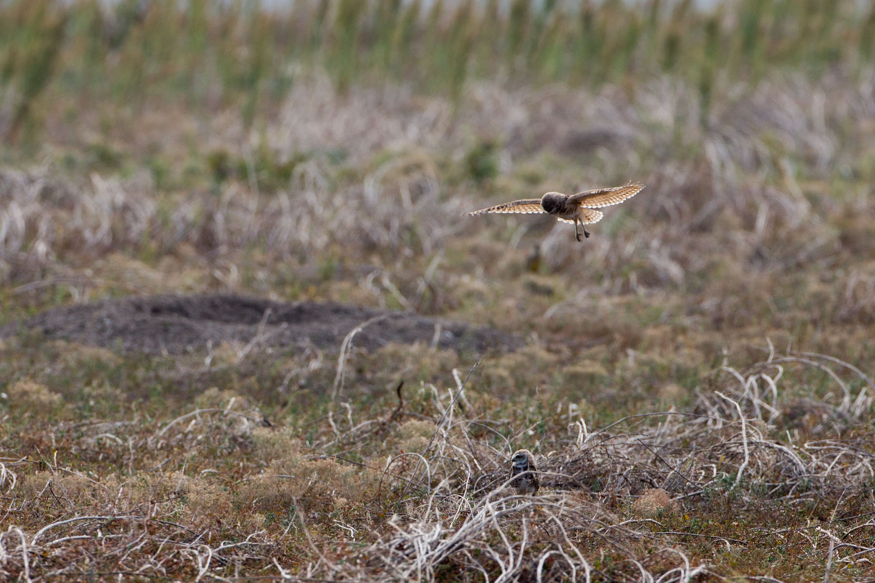 Burrowing Owl, Badlands National Park.  Click for next photo.