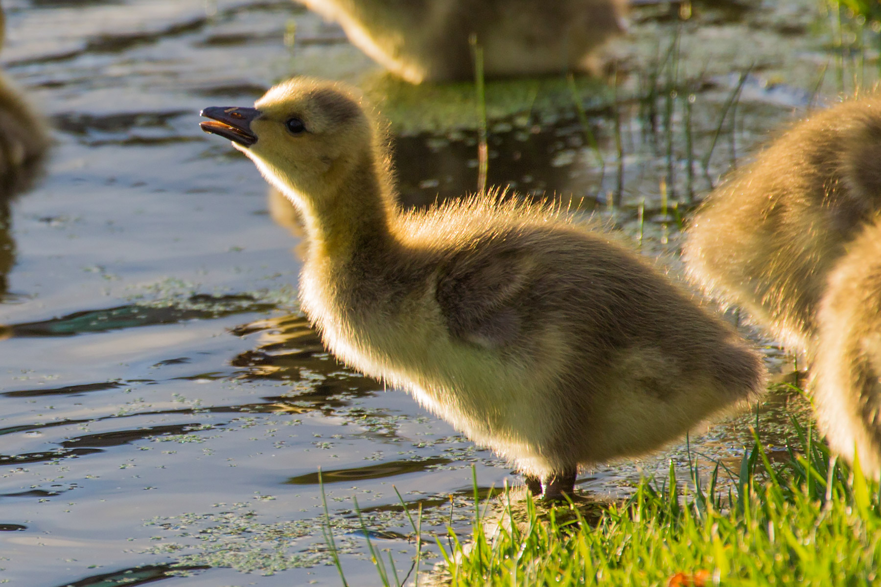 Canada geese gosling, Sioux Falls, SD.  Click for next photo.