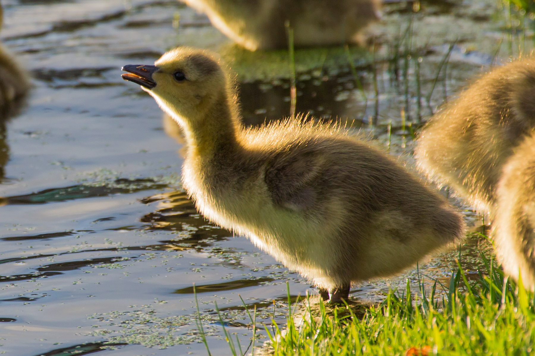 Gosling, Sioux Falls, SD.  Click for next photo.