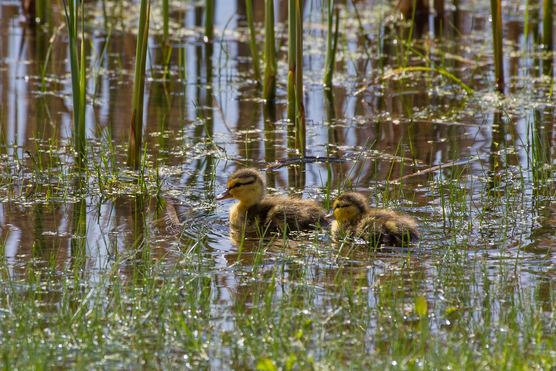 Ducks, Sioux Falls, SD.  Click for next photo.