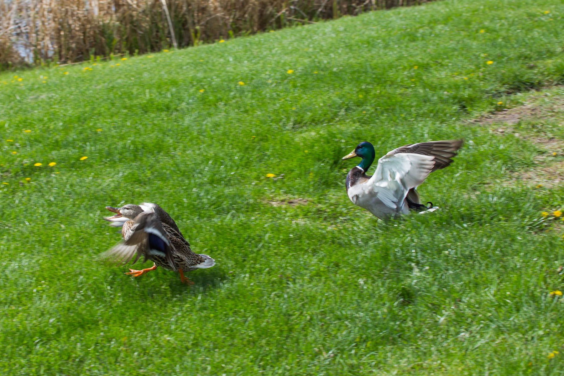 Ducks, Sioux Falls, SD.  The interloper gets the upper hand temporarily.  Click for next photo.