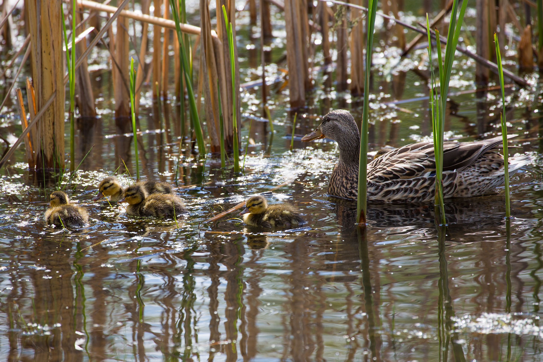 Ducks, Sioux Falls, SD.  Click for next photo.