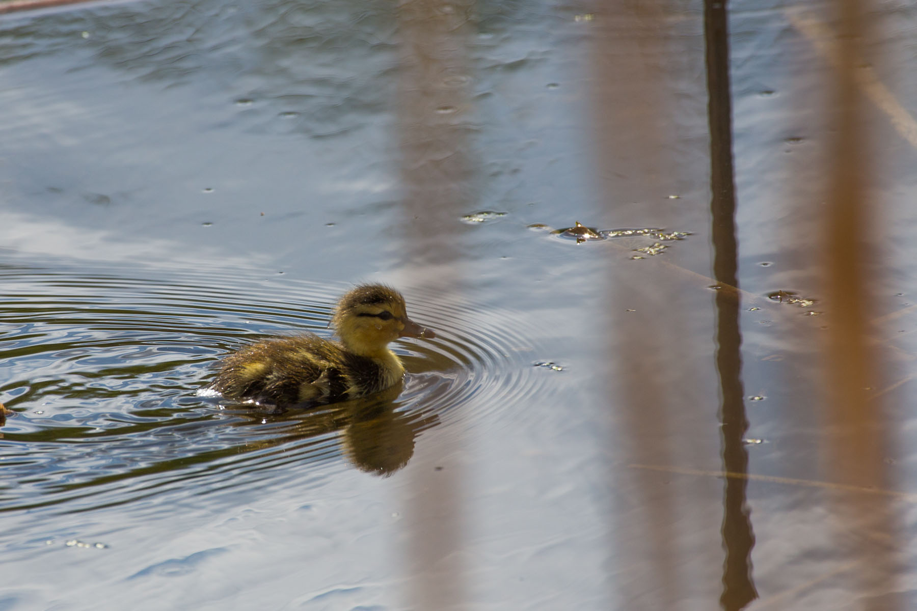 Ducks, Sioux Falls, SD.  This little one and a couple of others seemed to be having difficulty finding their parents. They were driven off when they came across the pair with six ducklings.  Click for next photo.